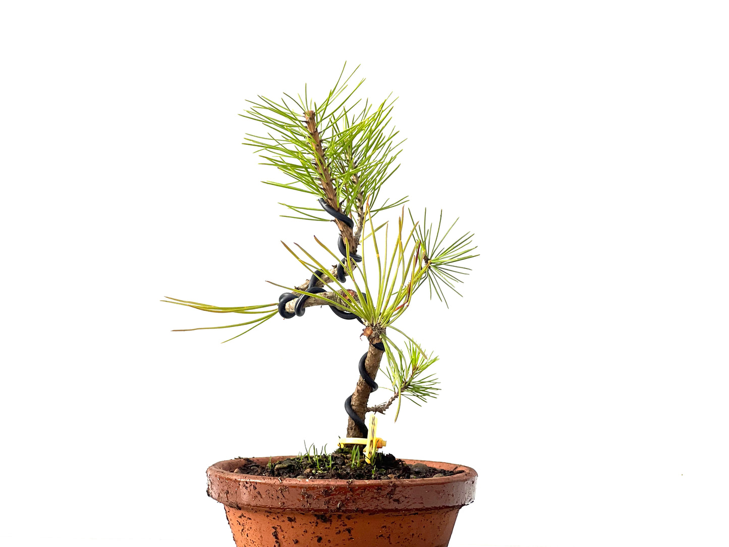 Pinus Densiflora 2367