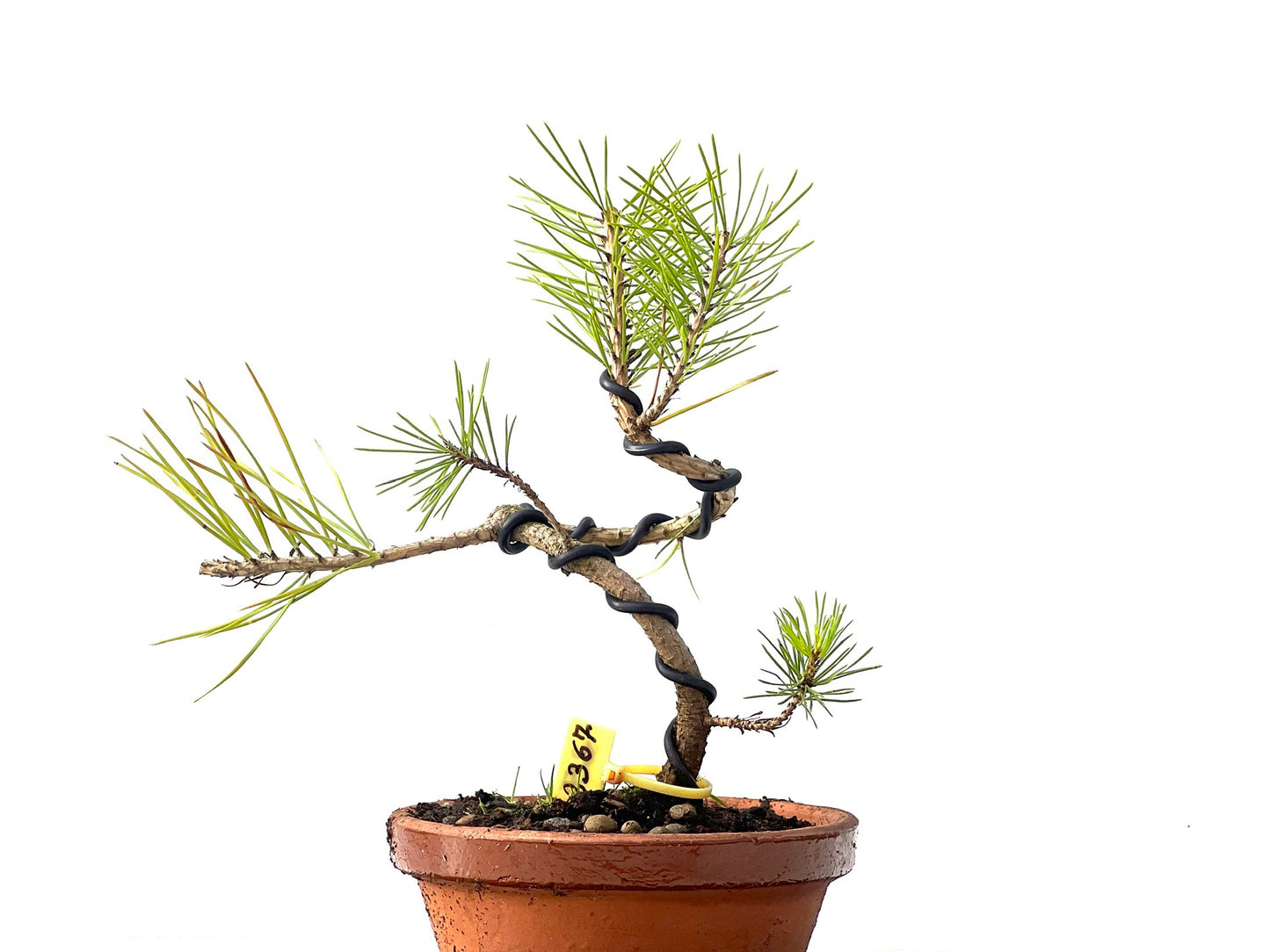Pinus Densiflora 2367