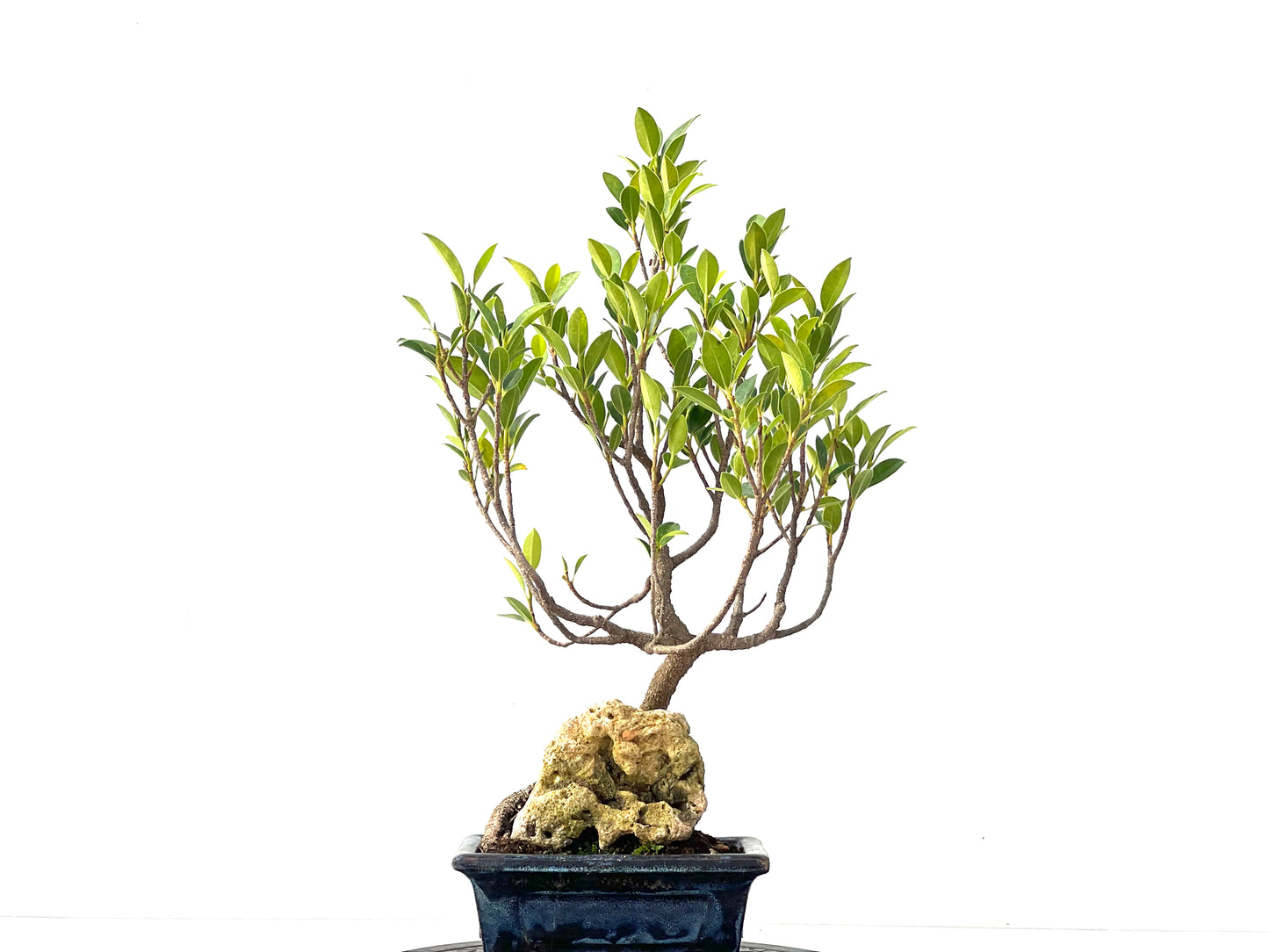 Ficus Tiger Bark 2371