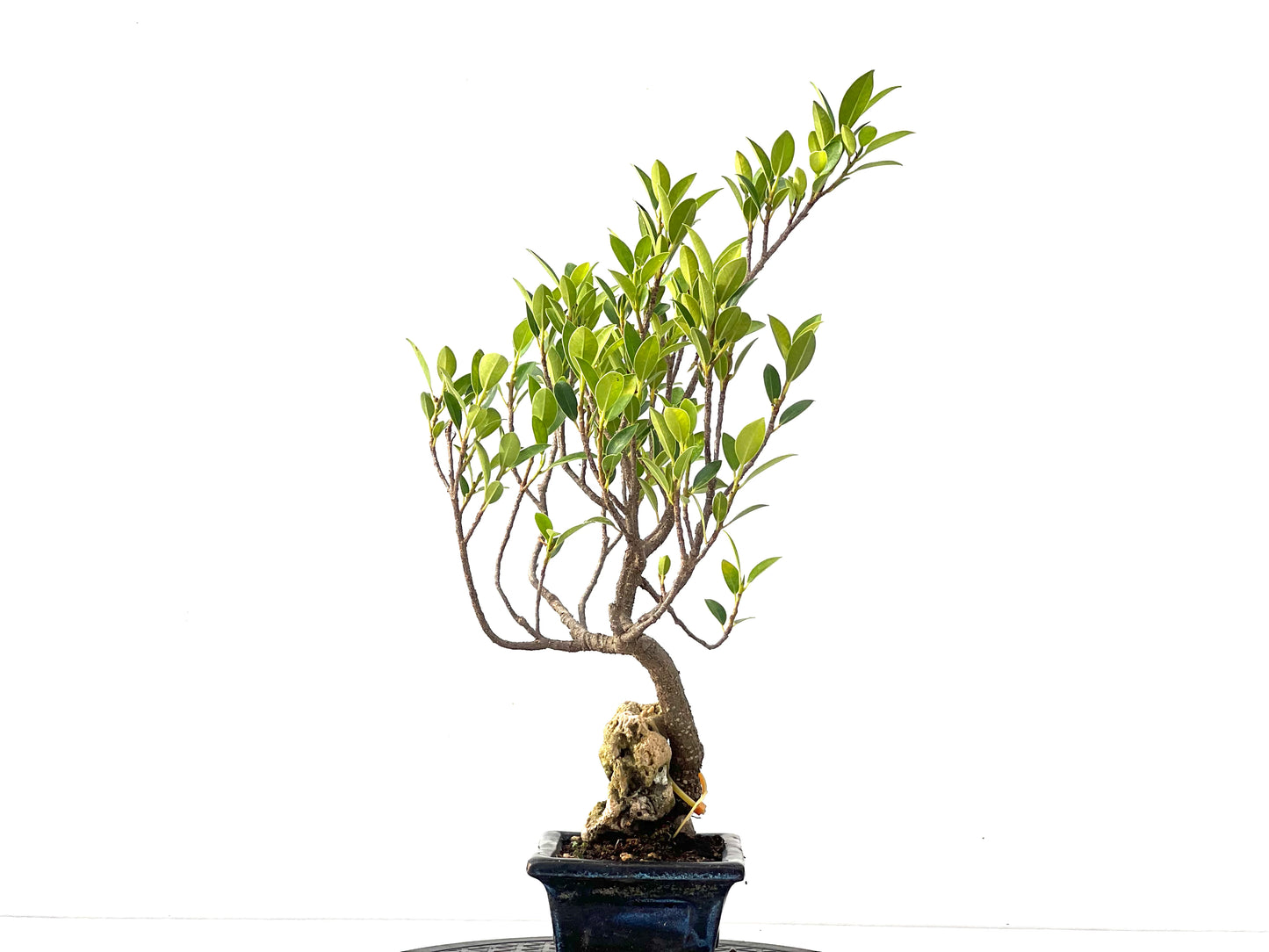 Ficus Tiger Bark 2371
