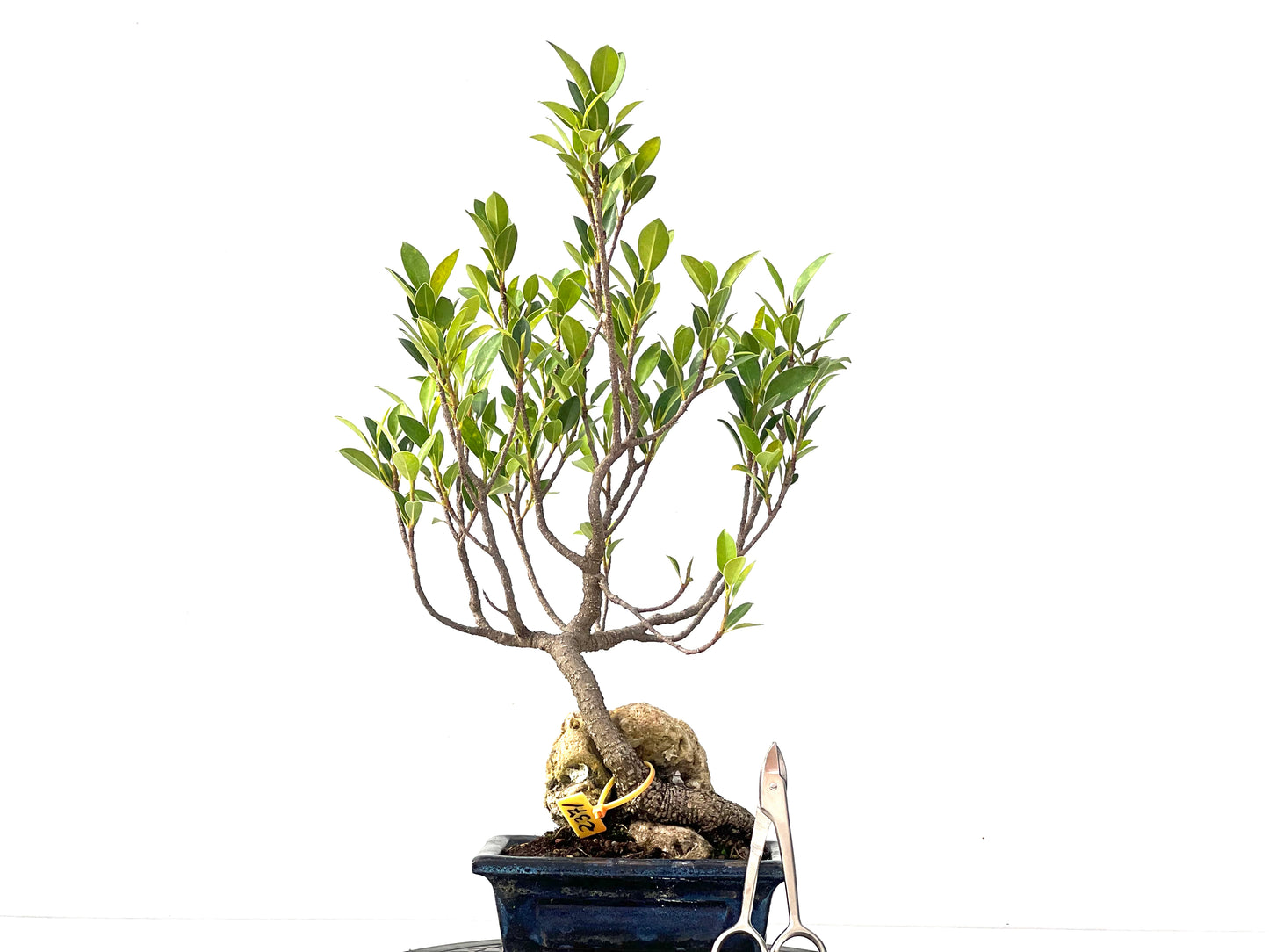 Ficus Tiger Bark 2371