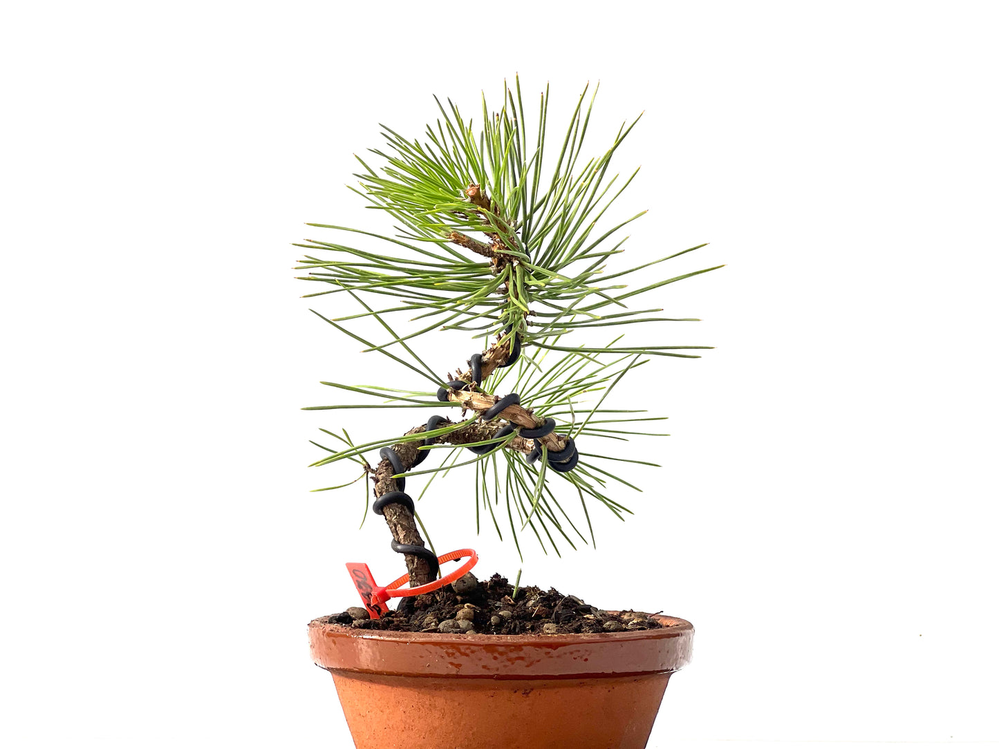 Pinus Densiflora 2370
