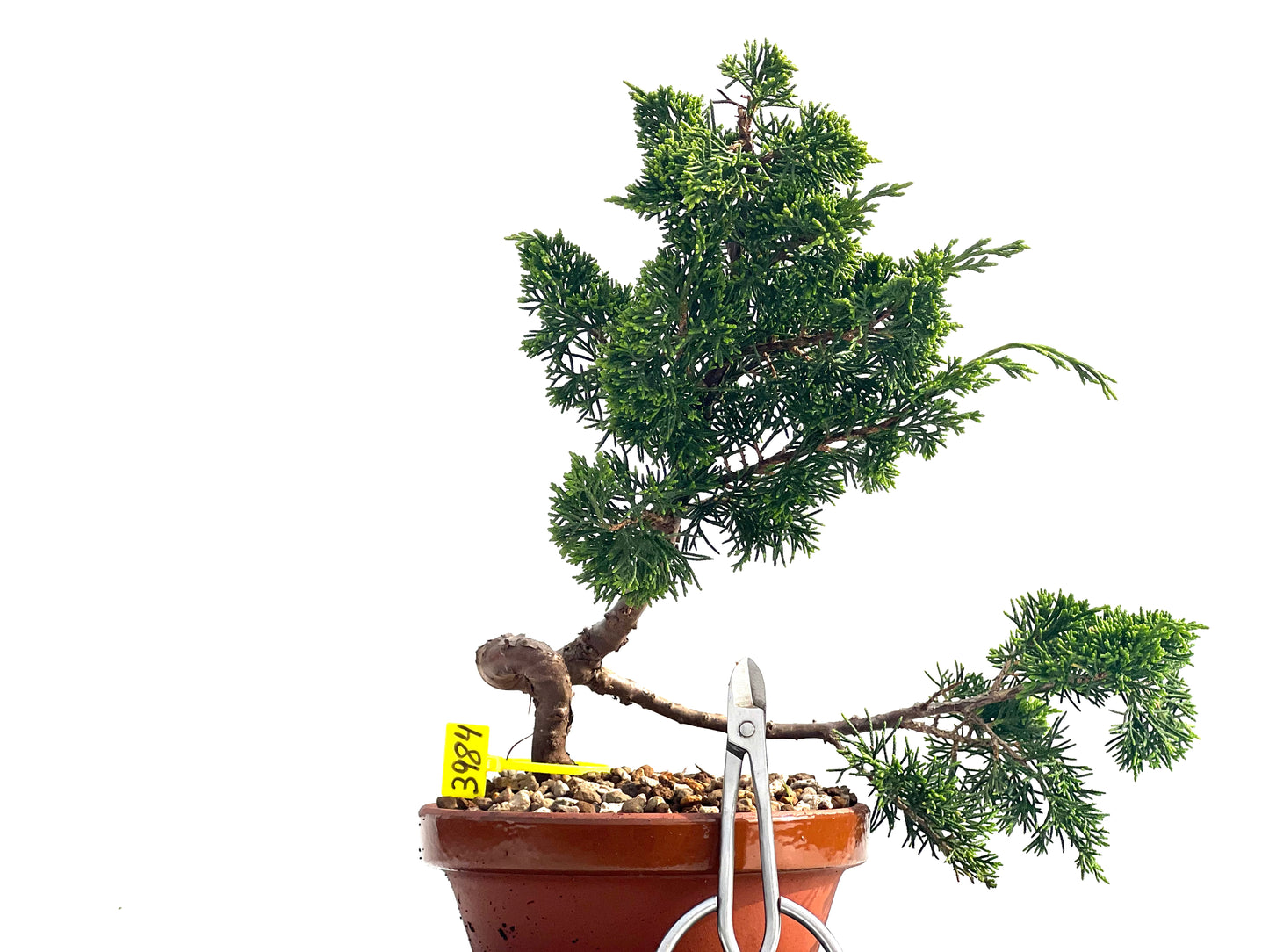 Juniperus Chinesis Itoigawa 3984
