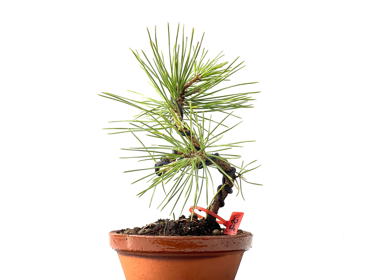 Pinus Densiflora 2370