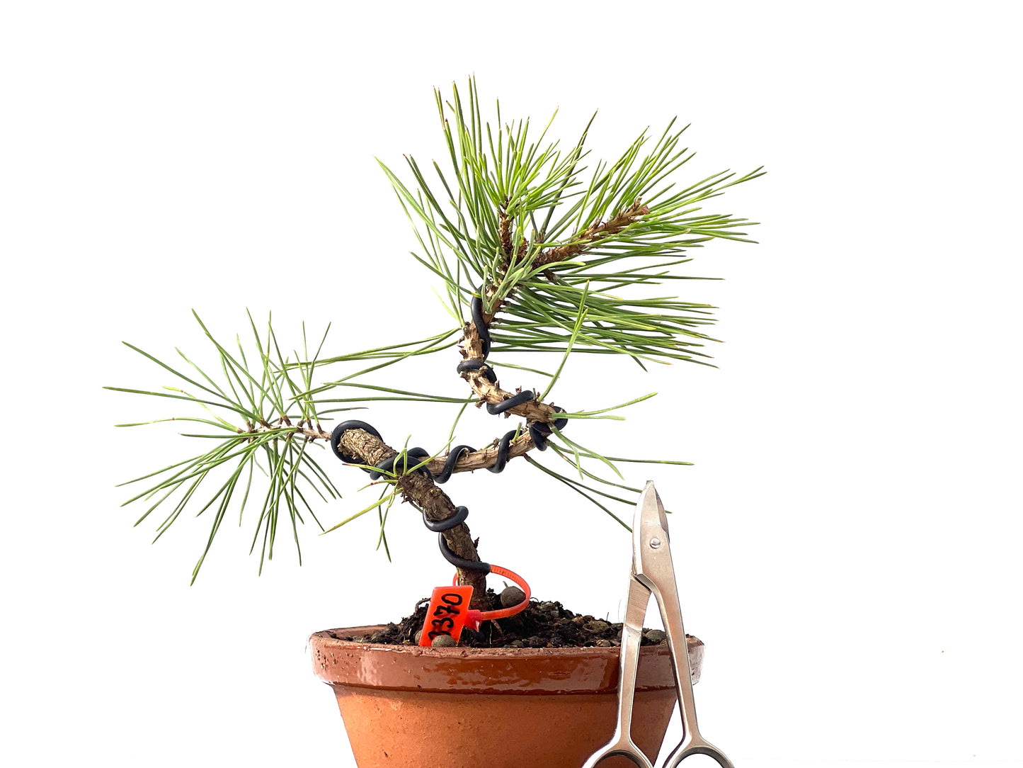 Pinus Densiflora 2370