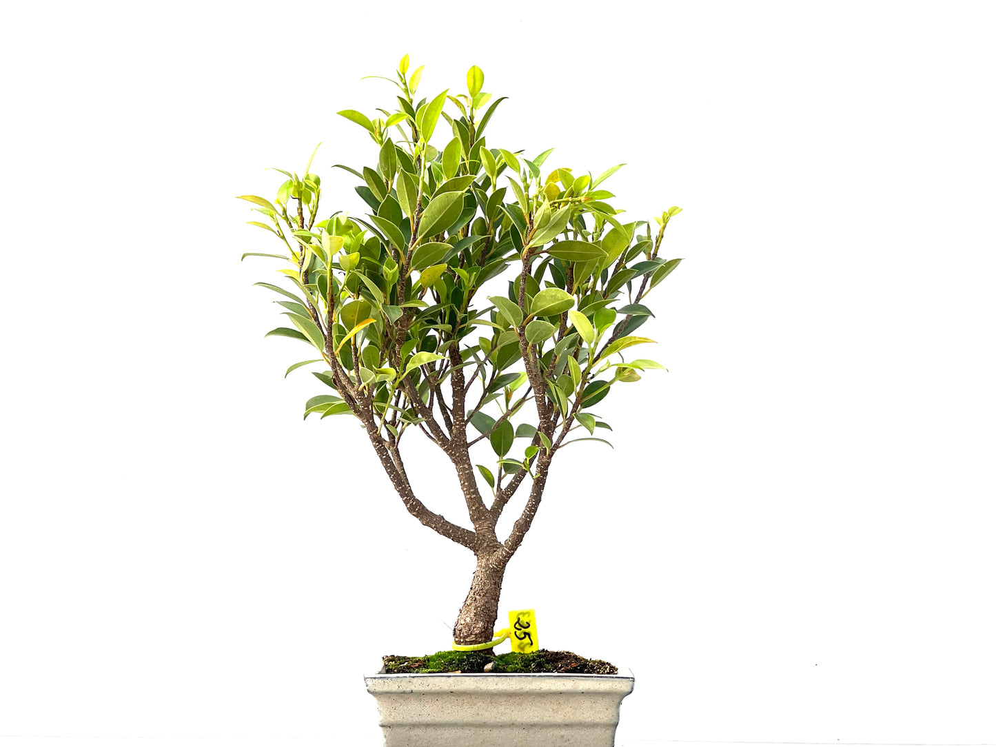 Ficus Tiger Bark 2363