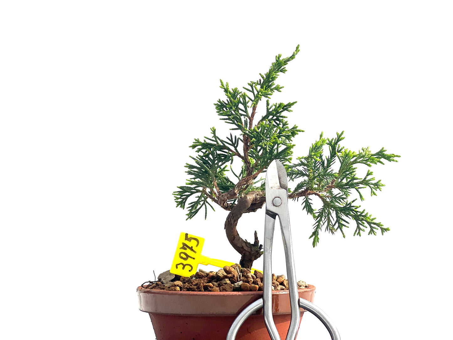 Juniperus Chinensis Itoigawa 3975
