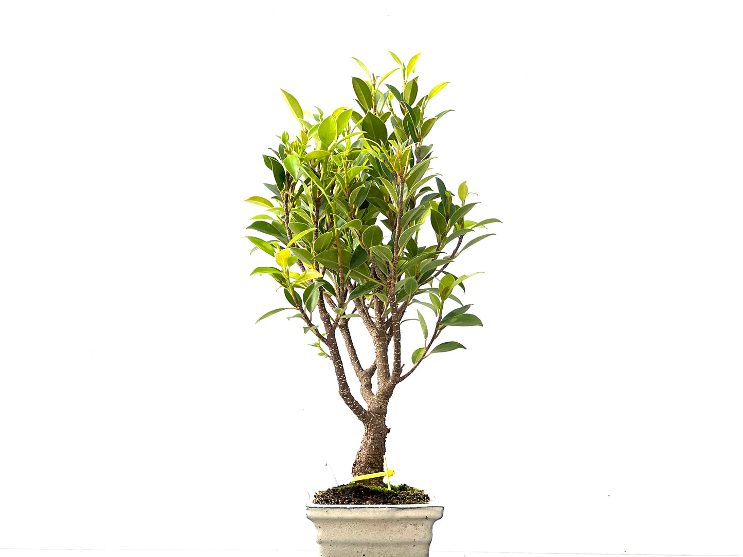 Ficus Tiger Bark 2363