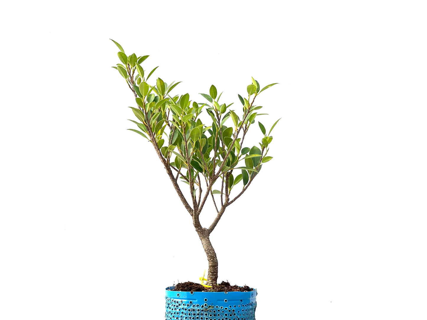 Ficus Tiger Bark 2361