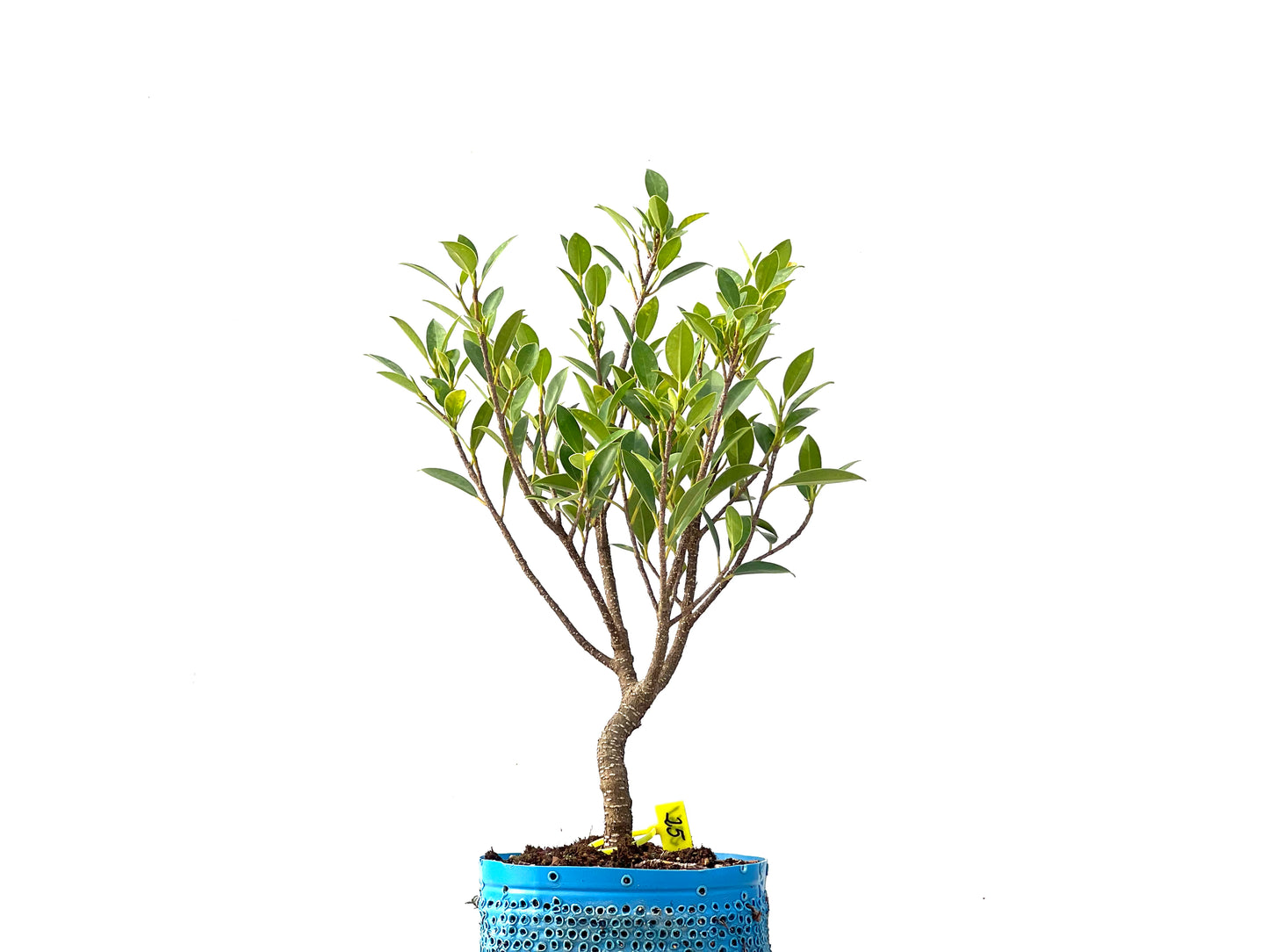 Ficus Tiger Bark 2361
