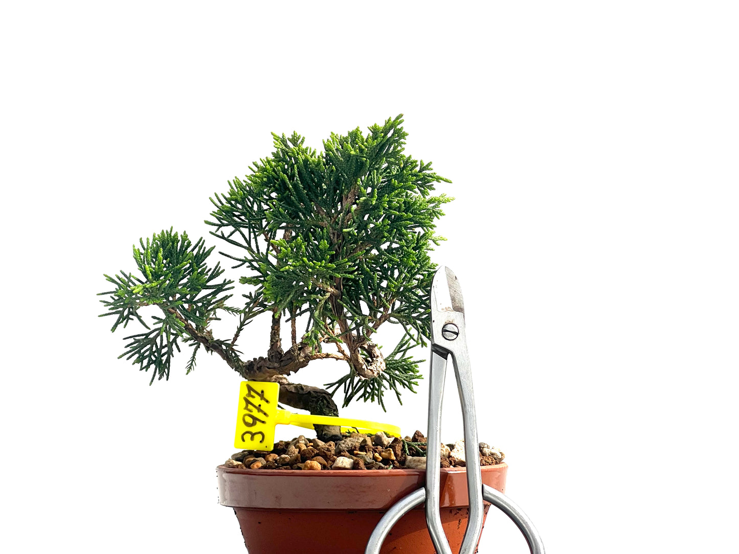Juniperus Chinensis Itoigawa 3977