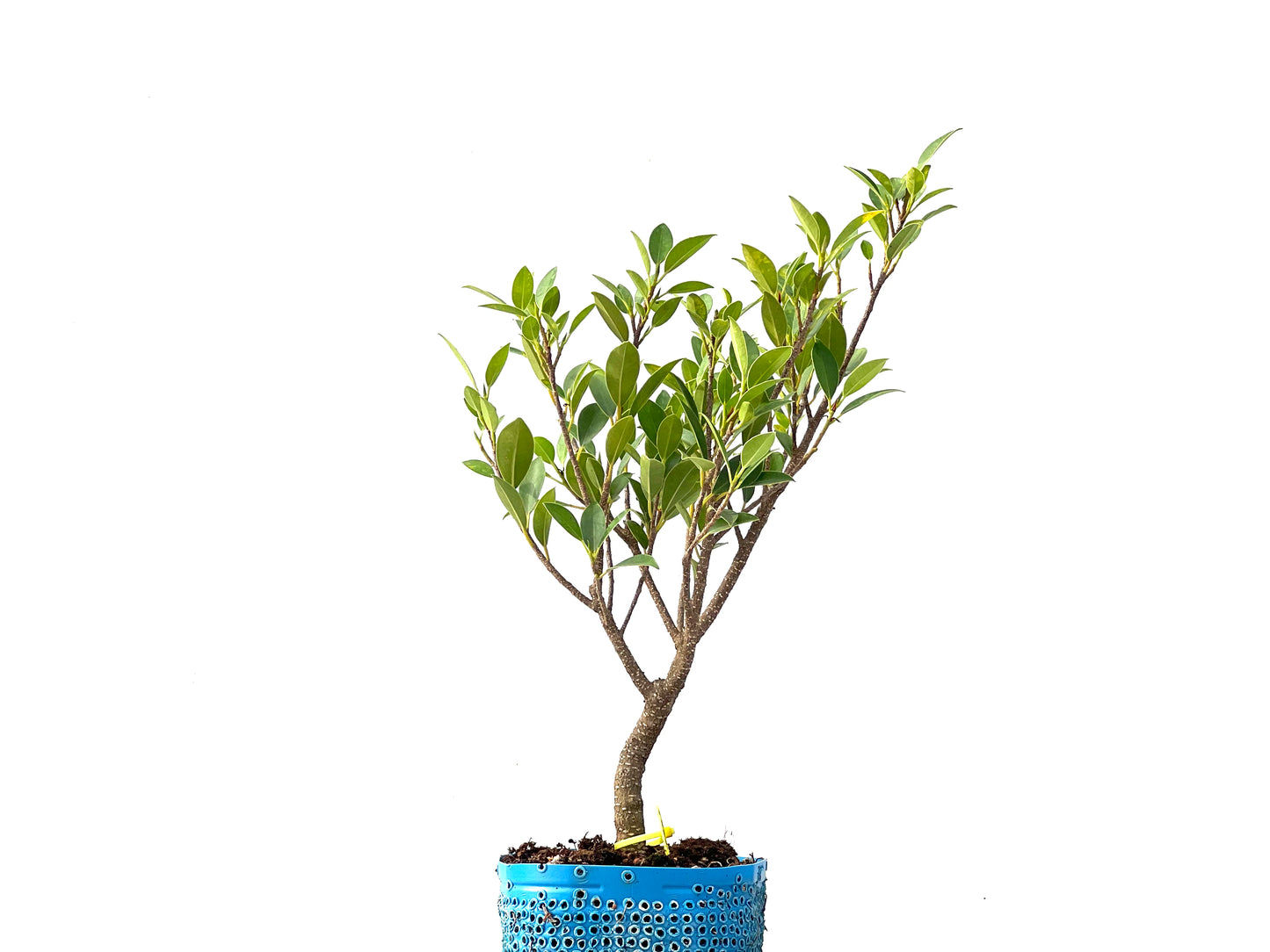 Ficus Tiger Bark 2361