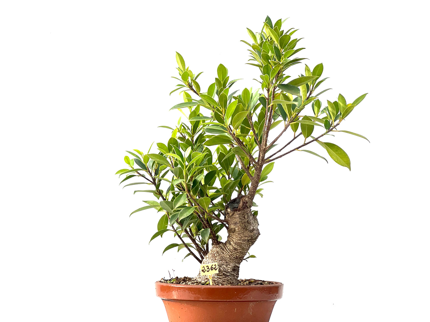 Ficus Tiger Bark 2362