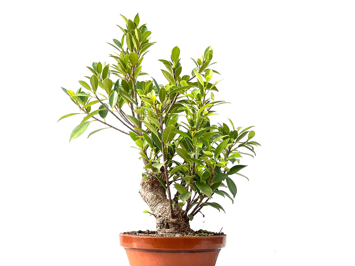 Ficus Tiger Bark 2362