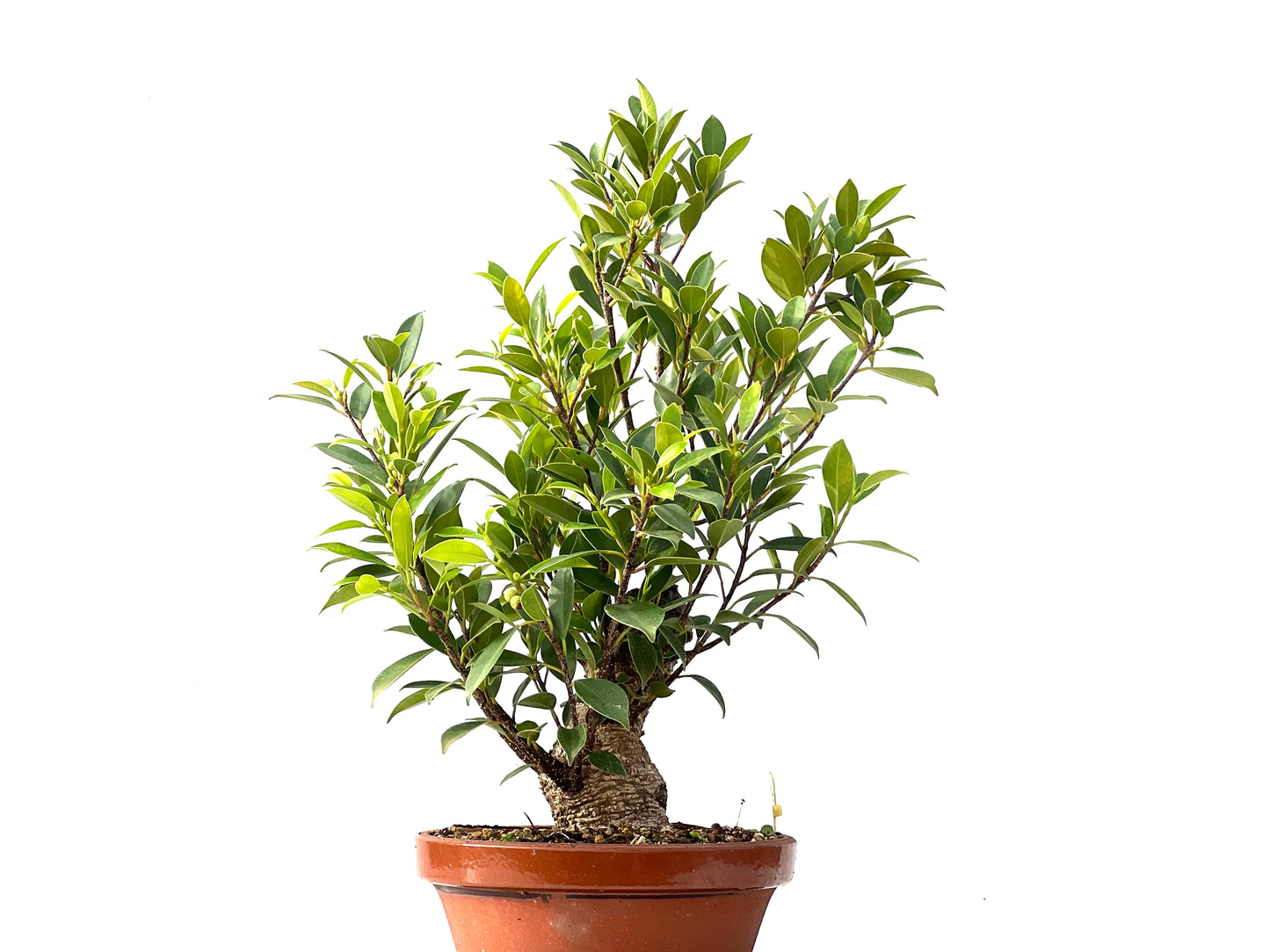 Ficus Tiger Bark 2362