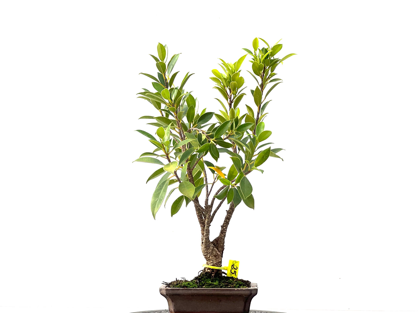 Ficus Tiger Bark 2365