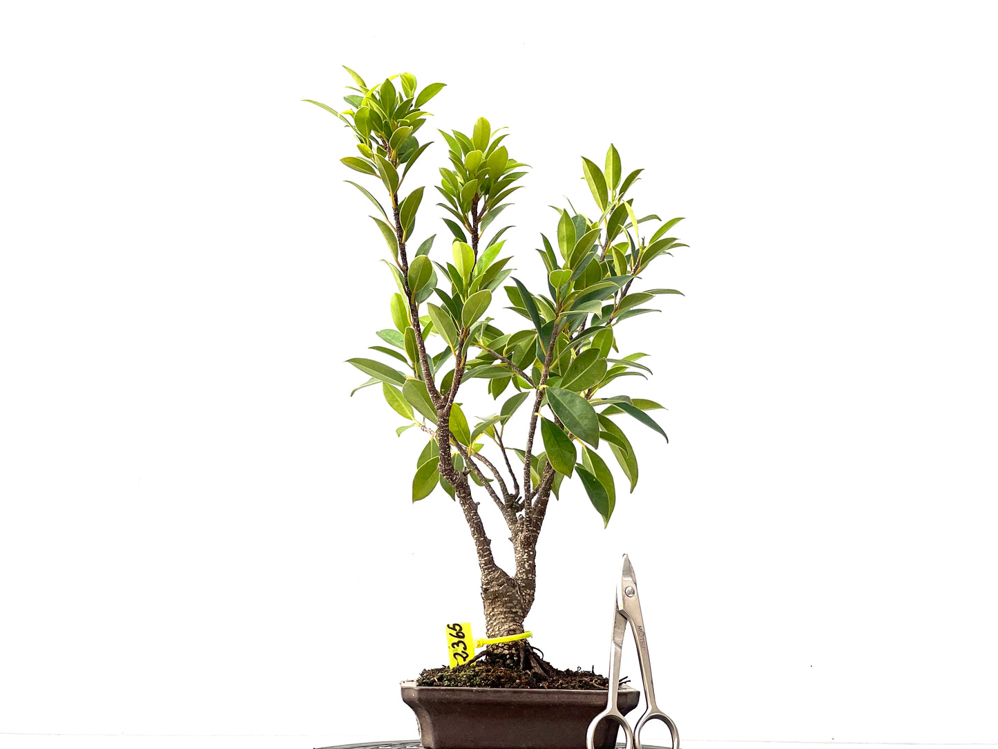 Ficus Tiger Bark 2365