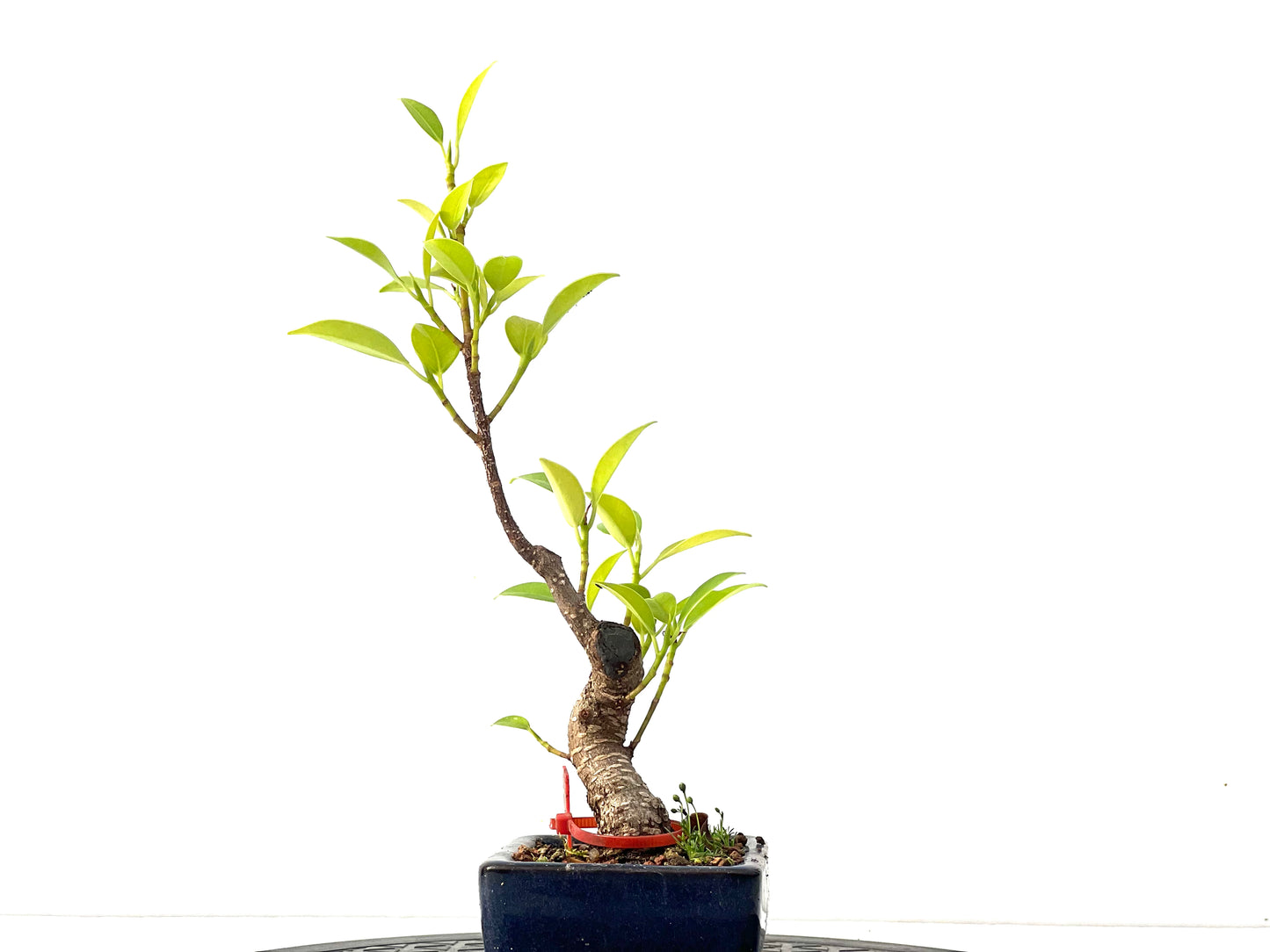 Ficus Tiger Bark 2364