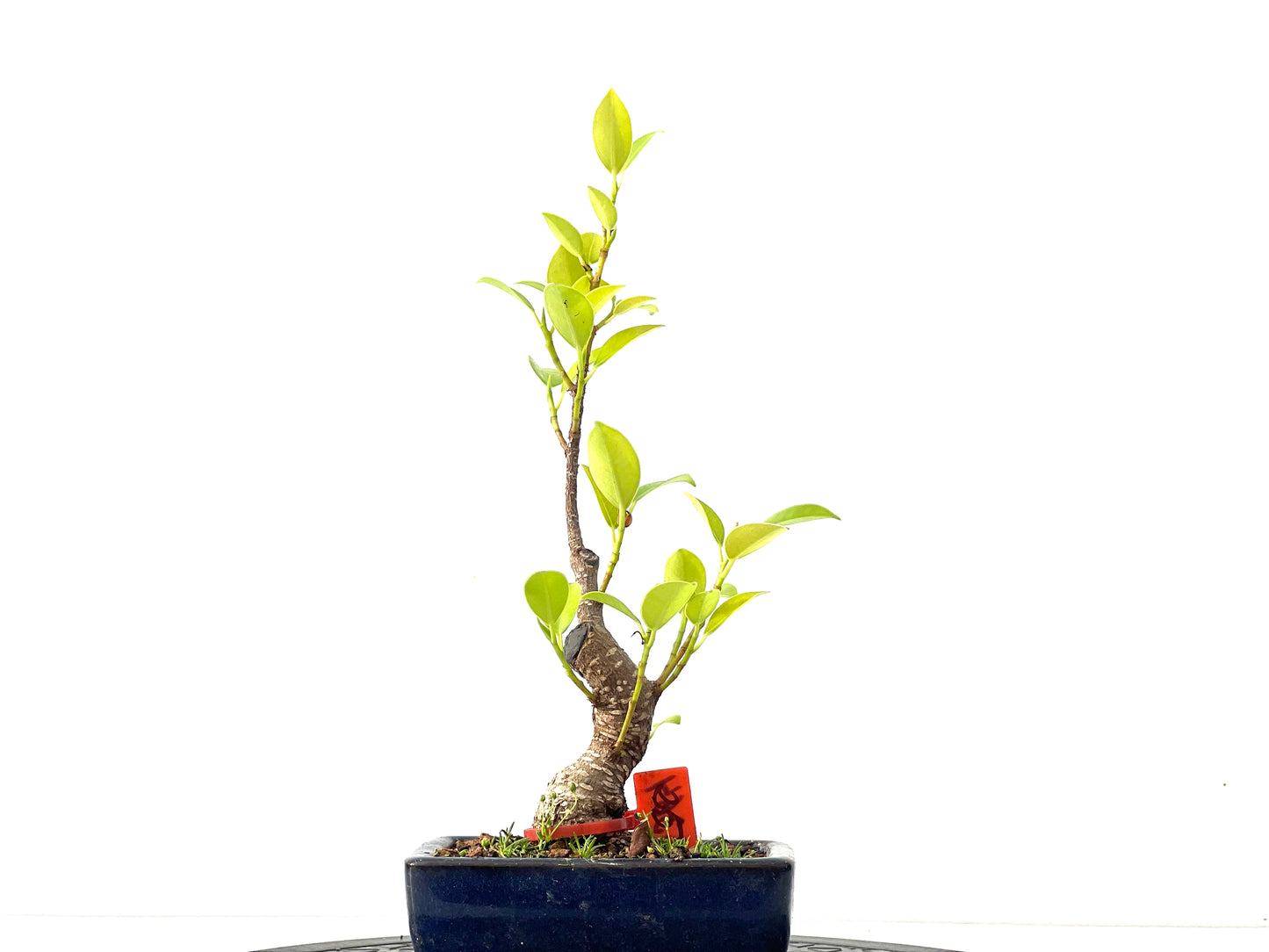 Ficus Tiger Bark 2364
