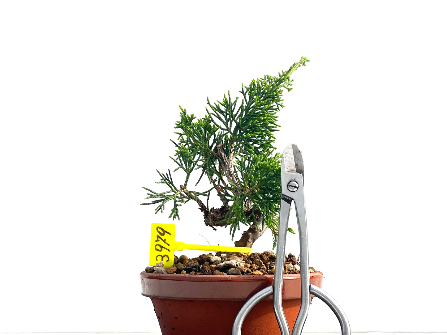 Juniperus Chinensis Itoigawa 3979