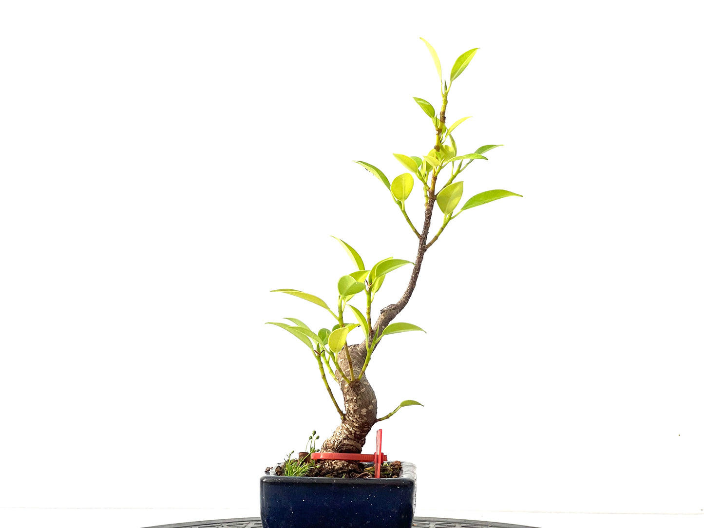 Ficus Tiger Bark 2364
