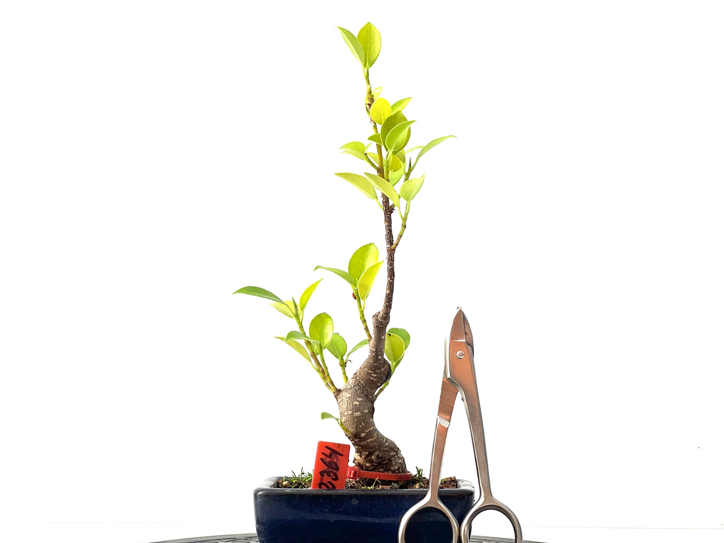 Ficus Tiger Bark 2364