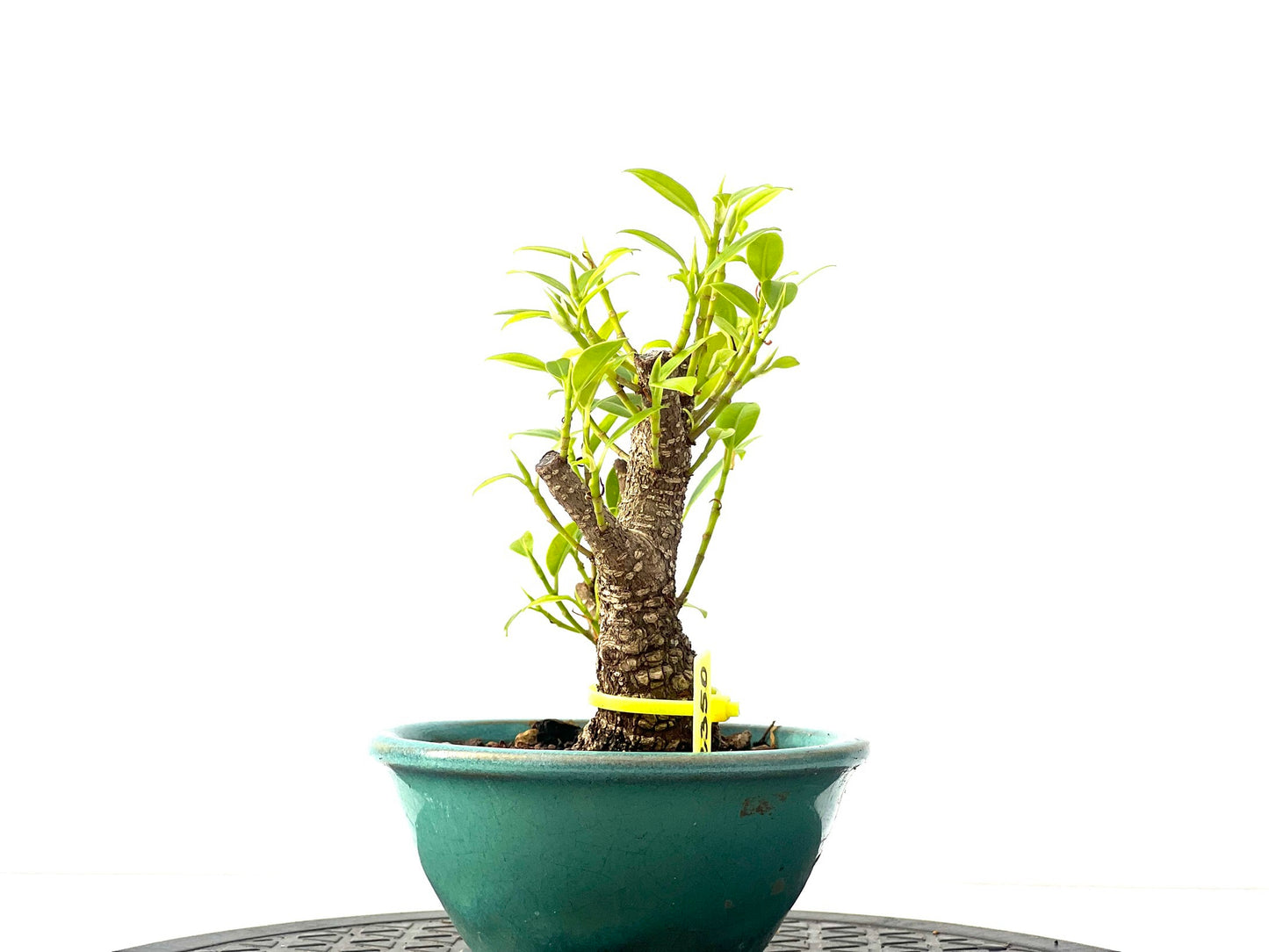 Ficus Tiger Bark 2350