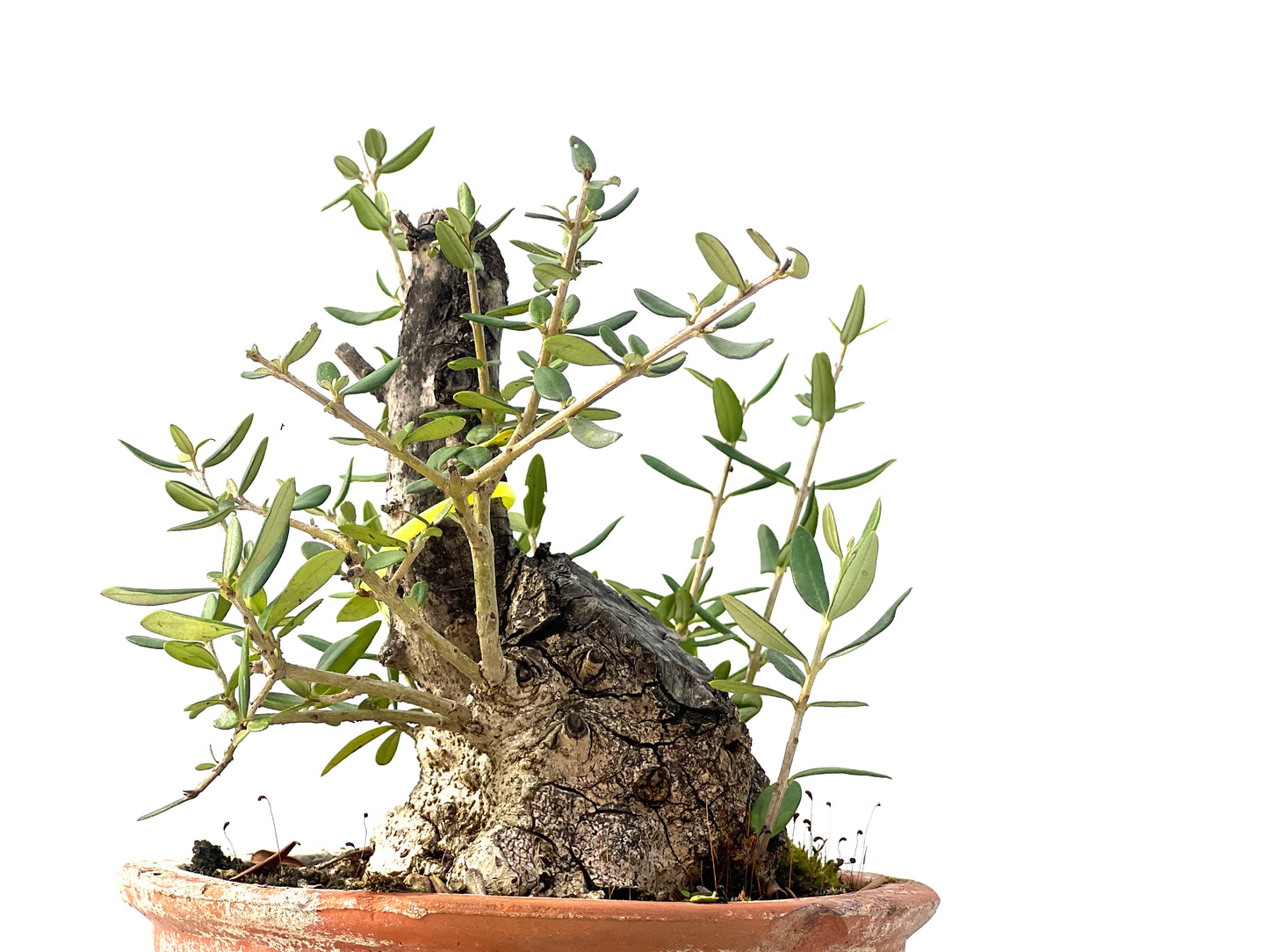Olea Europaea Sylvestris 2344