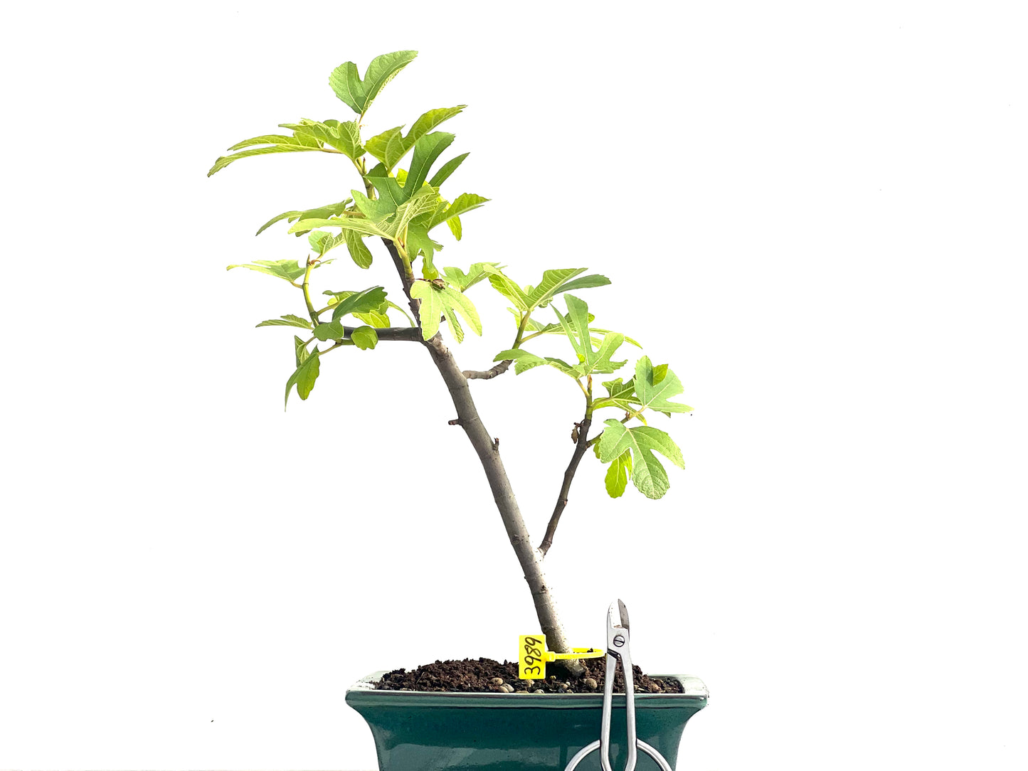 Ficus Carica 3989