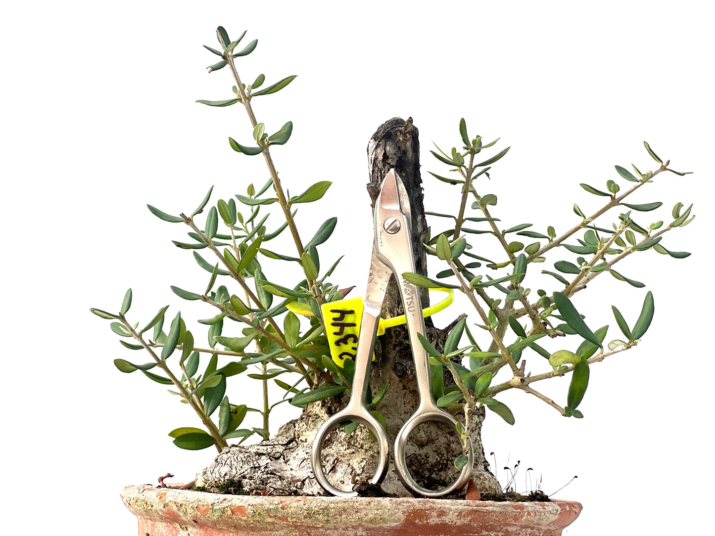 Olea Europaea Sylvestris 2344