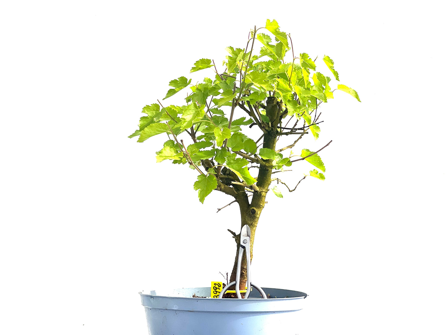 Morus Alba 3992