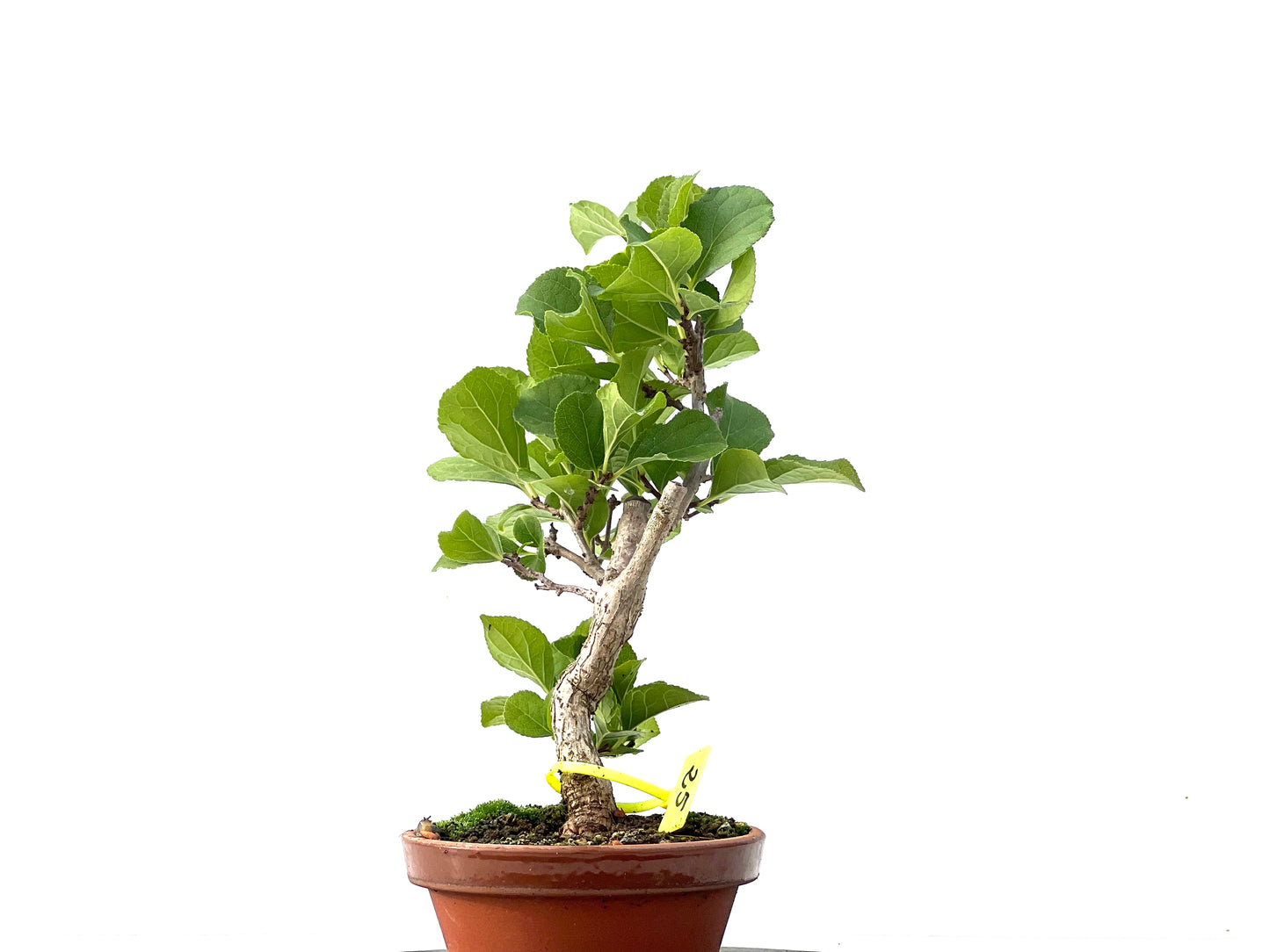Celastrum Orbiculatus 2345