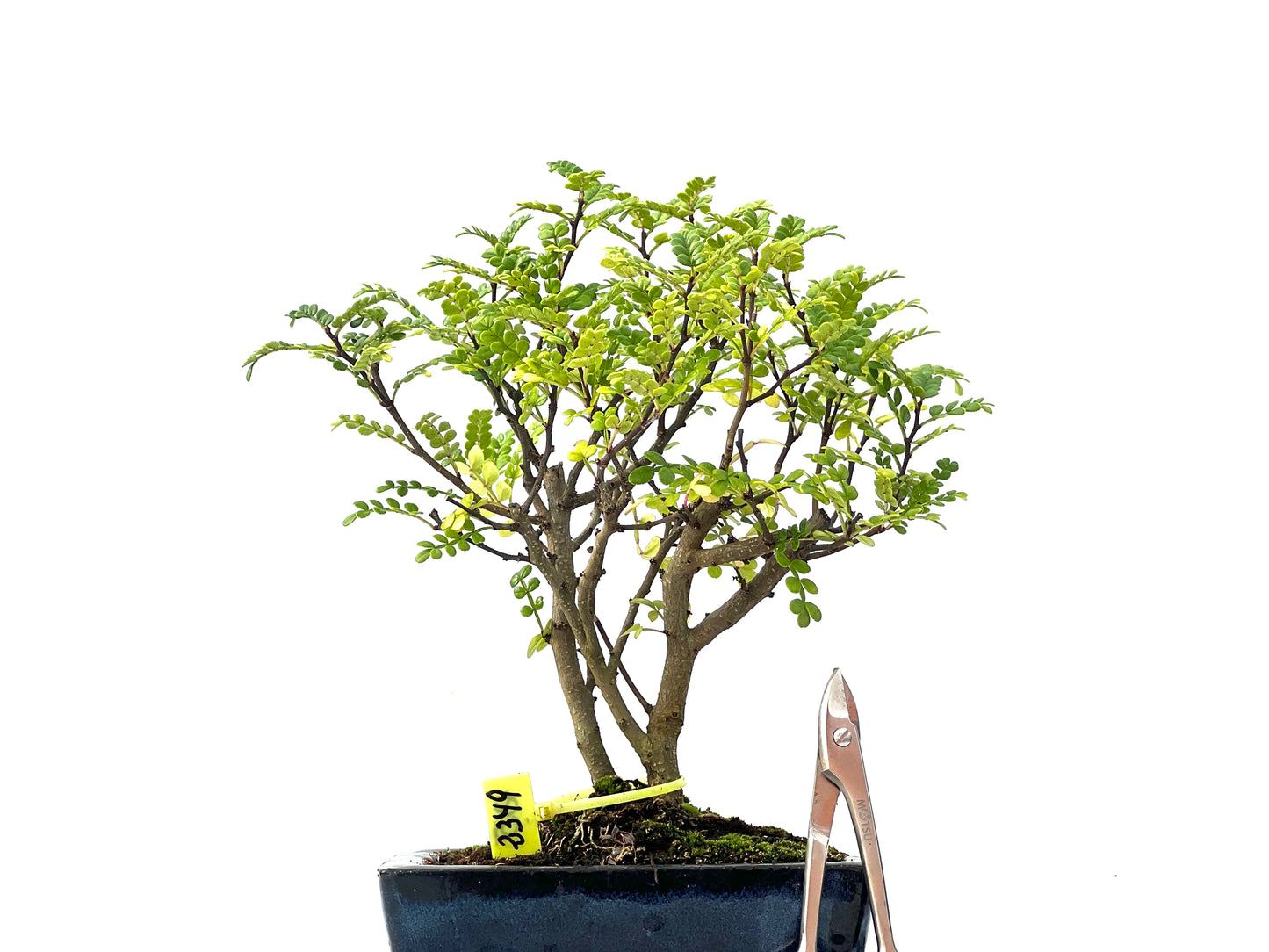 Zhantoxylum Piperitum 2349