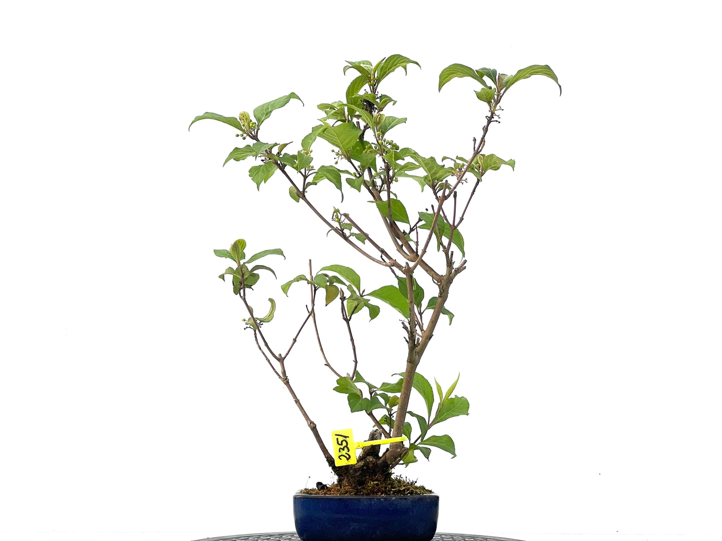 Callicarpa Japonica 2351
