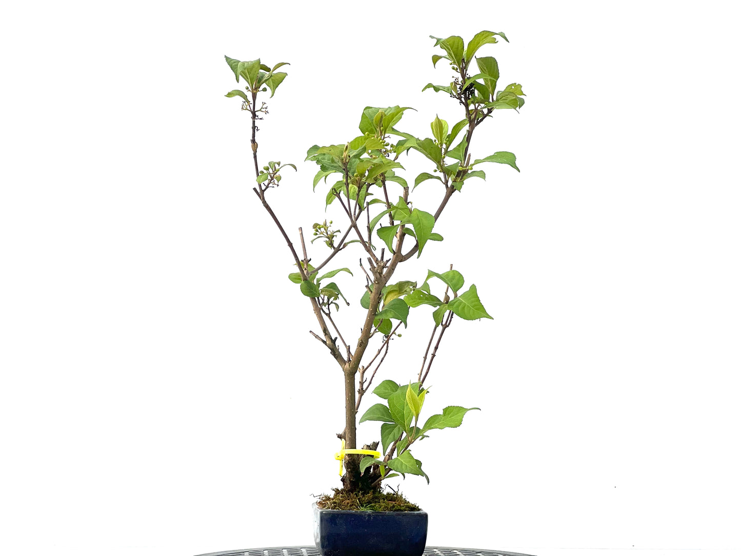 Callicarpa Japonica 2351