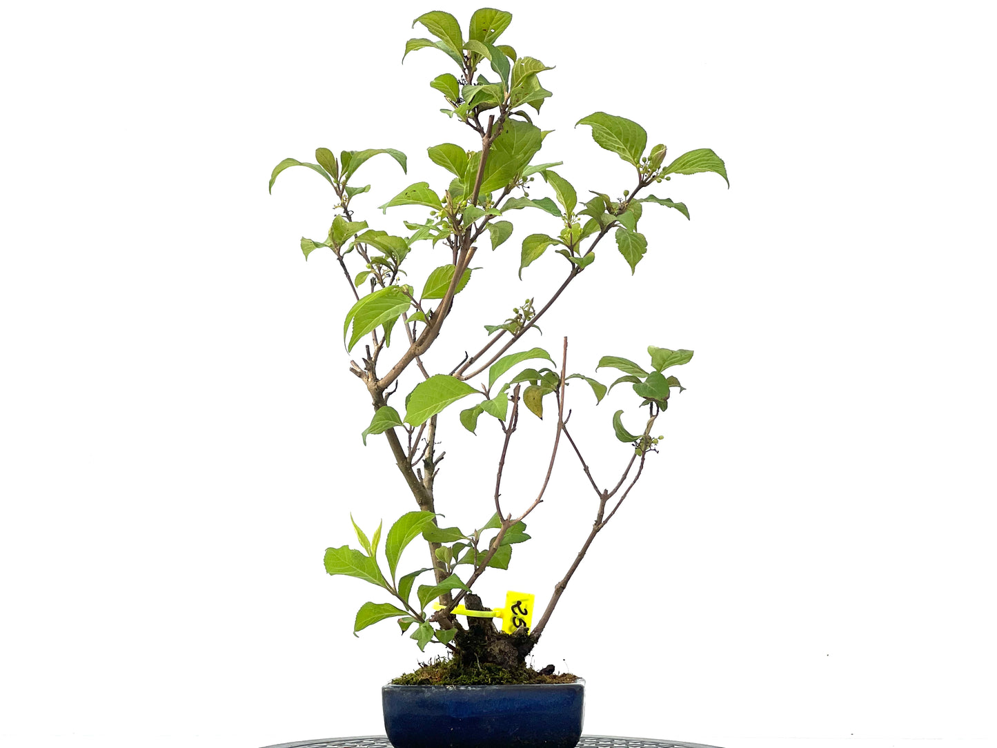 Callicarpa Japonica 2351