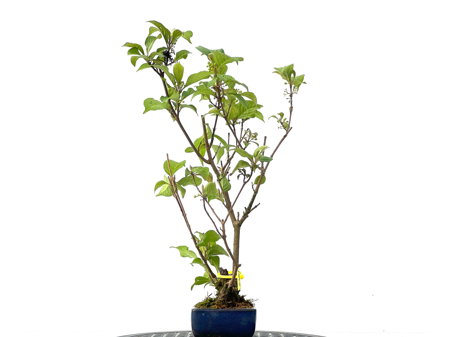 Callicarpa Japonica 2351