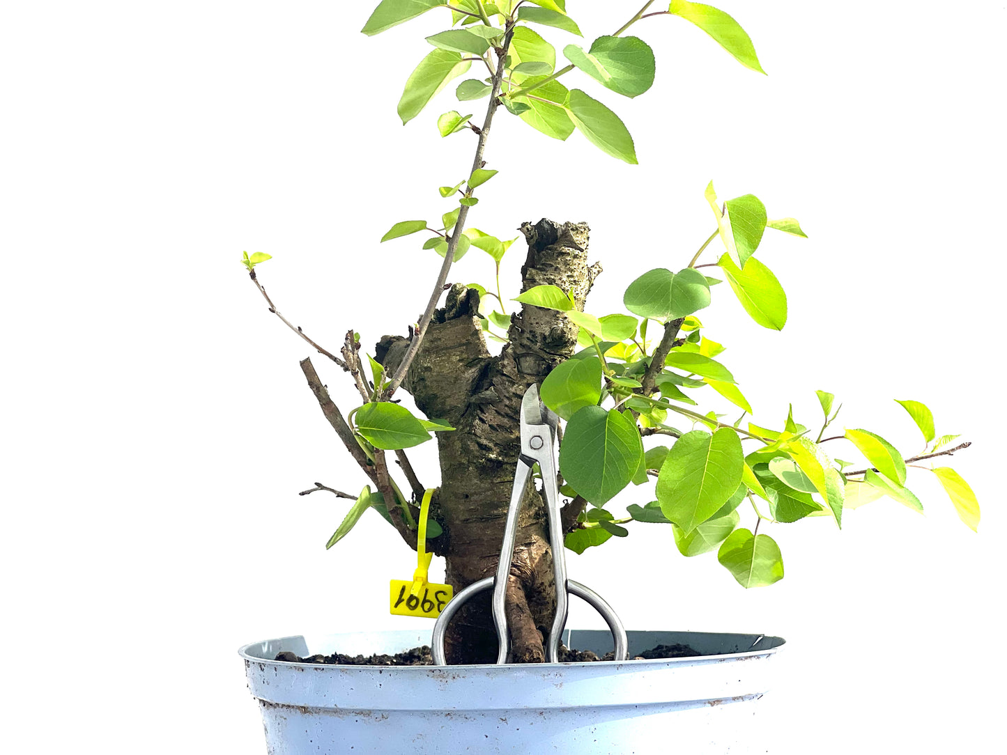 Prunus Mahaleb 3991