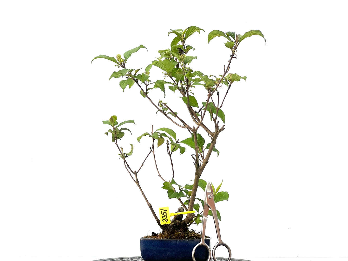 Callicarpa Japonica 2351