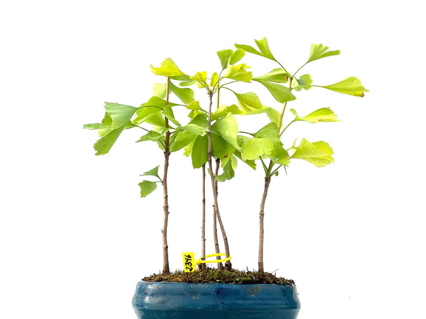 Ginkgo Biloba 2346