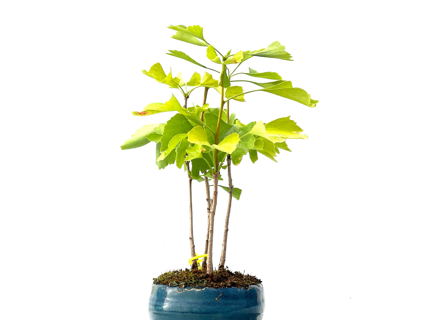 Ginkgo Biloba 2346