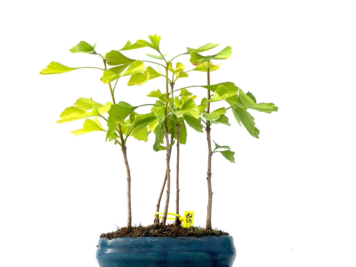 Ginkgo Biloba 2346