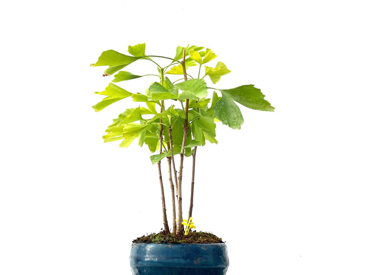 Ginkgo Biloba 2346