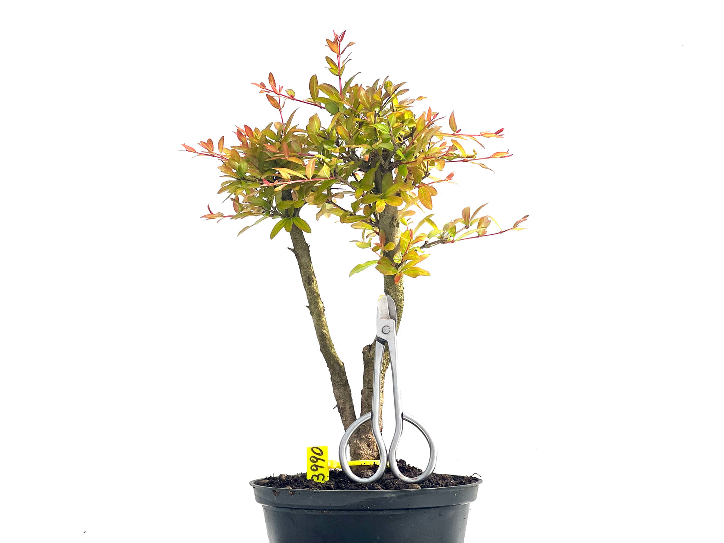Punica Granatum Nana 3990