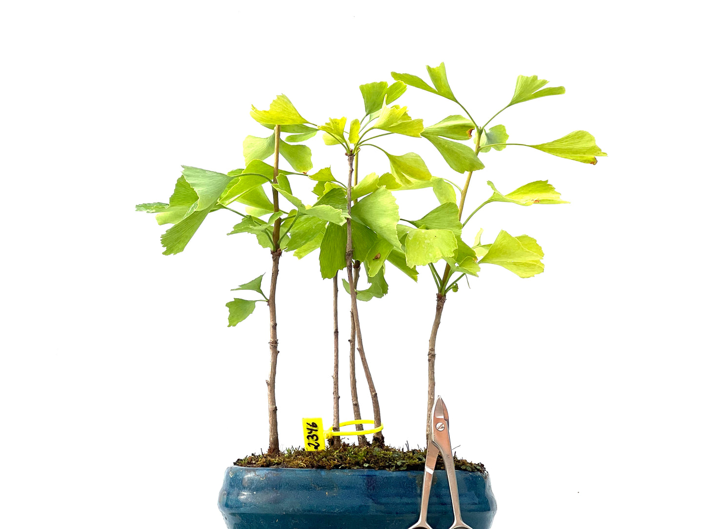 Ginkgo Biloba 2346