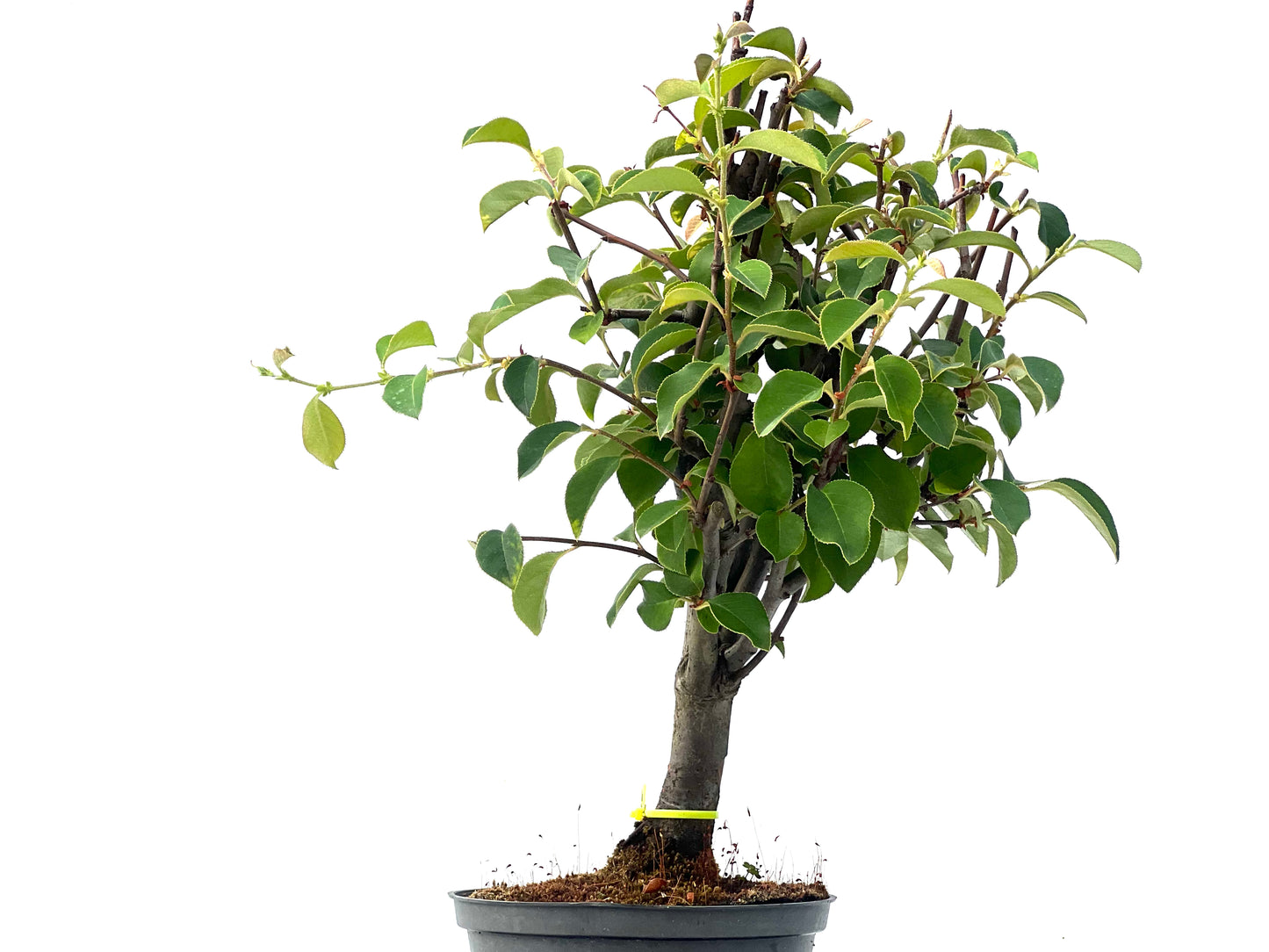 Pseudocidonia Sinensis 2348
