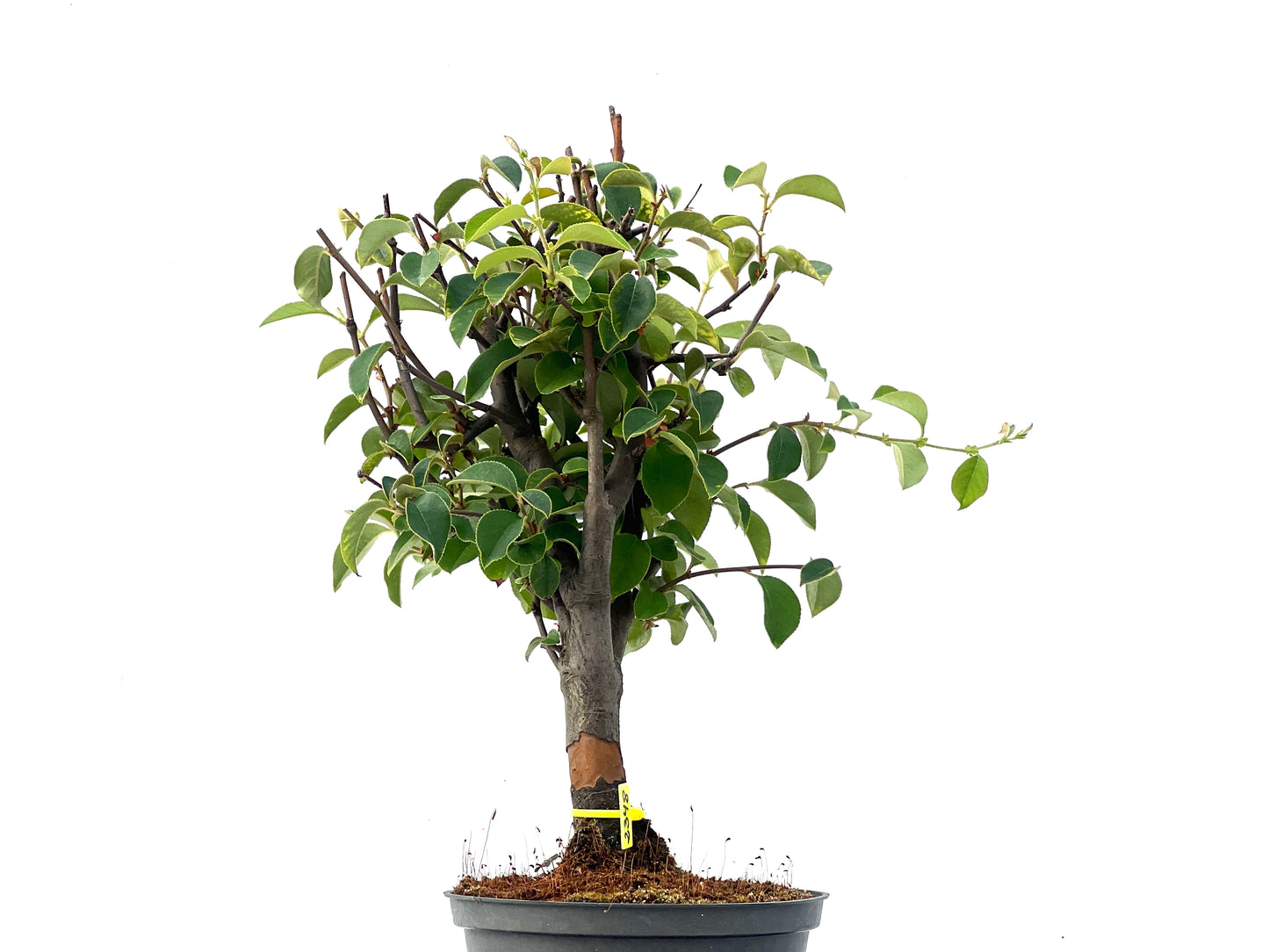 Pseudocidonia Sinensis 2348
