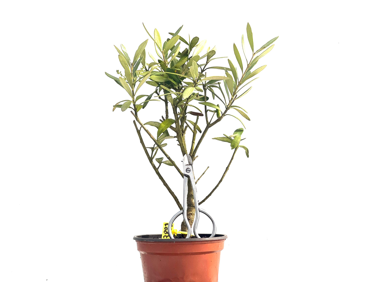 Olea Europaea 3882