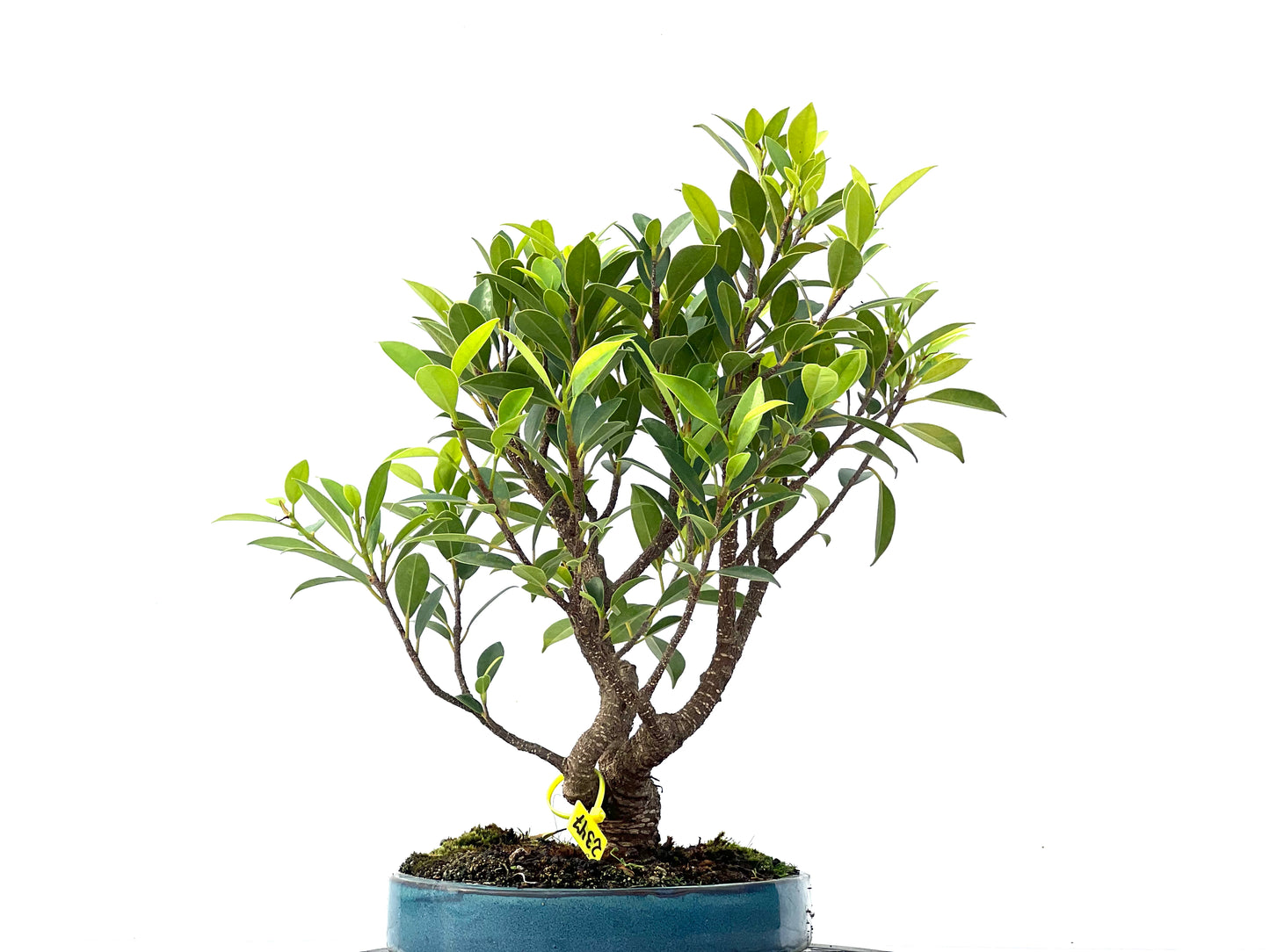 Ficus Tiger Bark 2347