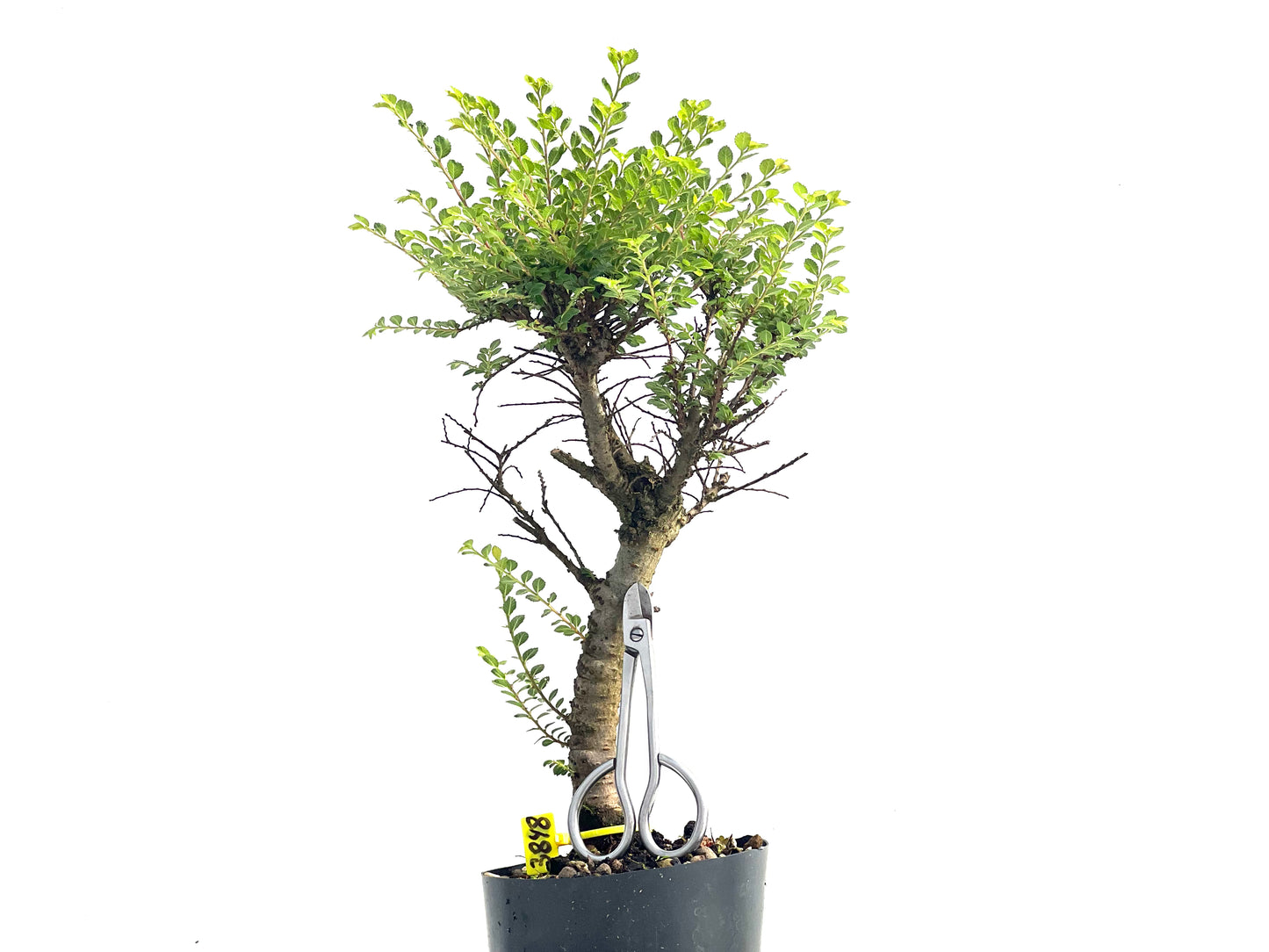 Ulmus Hokkaido 3848